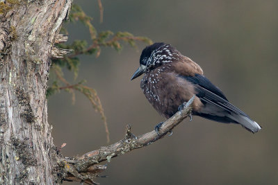 spotted nutcracker(Nucifraga caryocatactes)