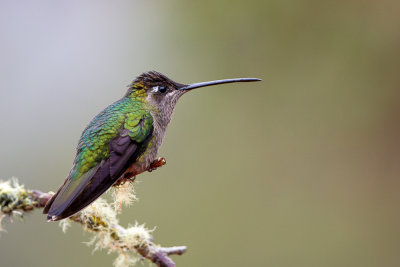 admirable hummingbird (f.)(Eugenes spectabilis)