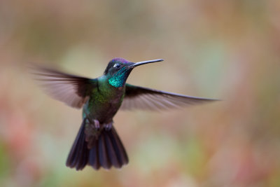 admirable hummingbird (m.)(Eugenes spectabilis)