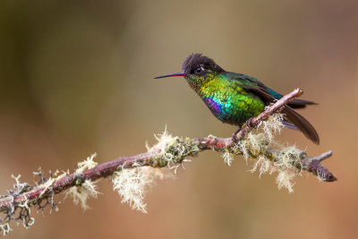 fiery-throated hummingbird(Panterpe insignis)
