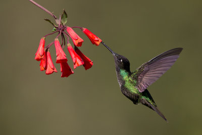 admirable hummingbird (m.)(Eugenes spectabilis)