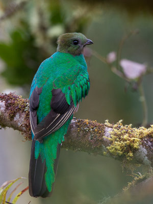 resplendent quetzal (f.)(Pharomachrus mocinno)