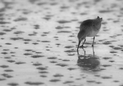 C03E2890bw2.jpg