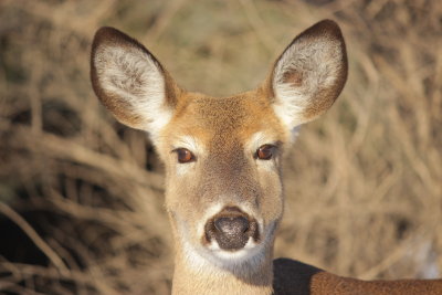 cerf de Virginie