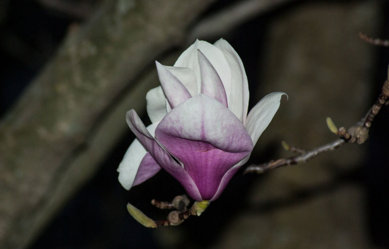 IMGP4591.jpg