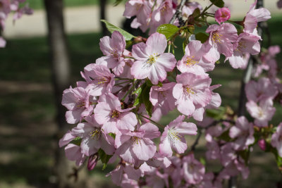 Washington Cherry Blossoms 2014