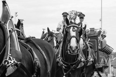 Budweiser Clydesdales 6-21-2014