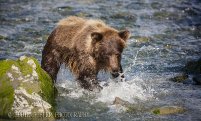 BrownBear-8054.jpg