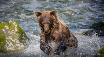 BrownBear-8060.jpg