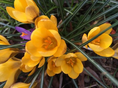 Flowers, trees and other plants