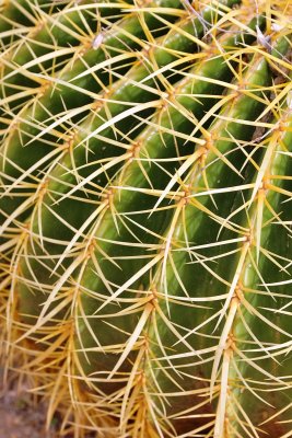 Globe cactus