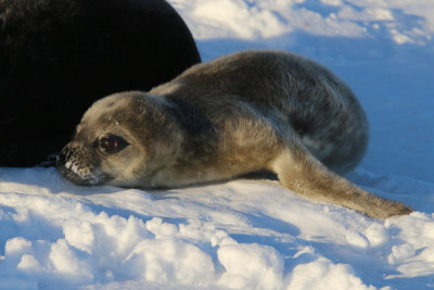 Seal pup
