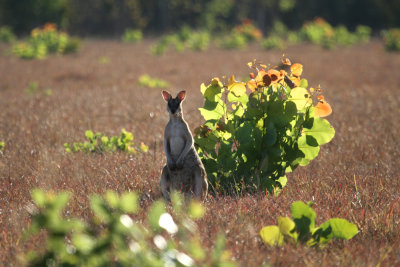 Agile Wallaby near Kakadu