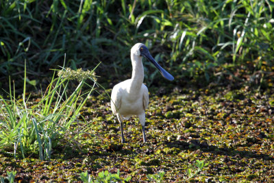 Royal Spoonbill at Yellow Water Billabong