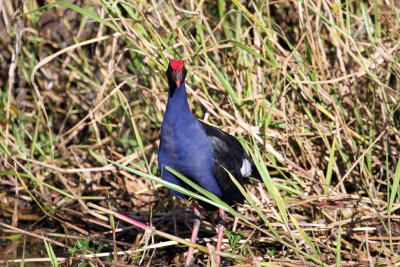 Purple Swamphen at Yellow Water Billabong