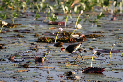 Comb-Crested Jacana