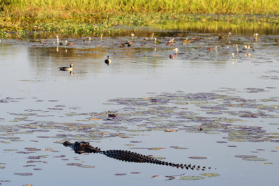 Salt-water Crocodile at Yellow Water Billabong