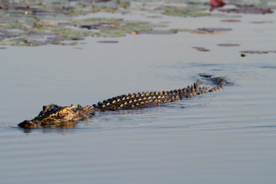 Salt-water Crocodile at Yellow Water Billabong
