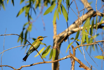 Rainbow Bee Eater