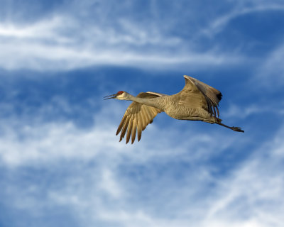 Sandhill Crane Morning Flyby 2