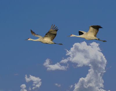 Sandhill Cranes Morning Flyby 3