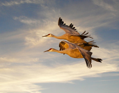 Sandhill Cranes Morning Flyby 4