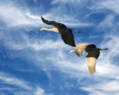 Sandhill Cranes Morning Flyby 4