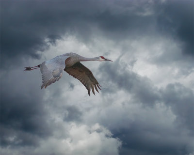 Sandhill Crane Morning Flyby 5