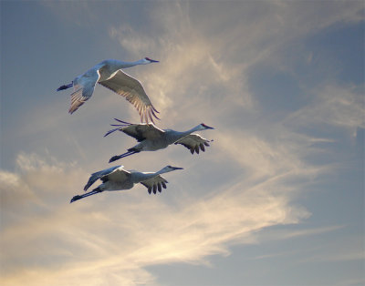 Sandhill Cranes Evening Flyby 1