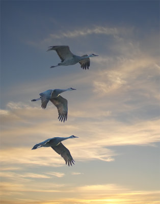 Sand Hill Cranes Evening Flyby 2