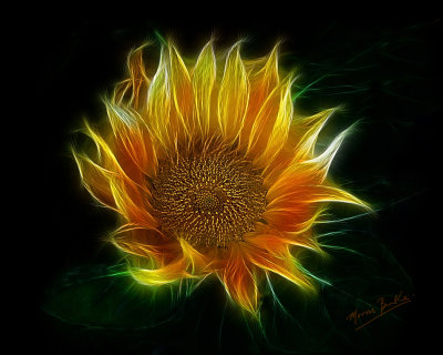 Sunflower Aflame