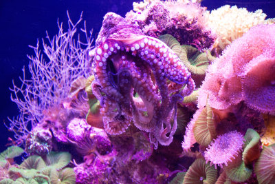 Octopus. Aquarium, Eilat, Israel.