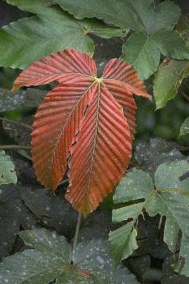 IMG_5055 b crop lab.jpg