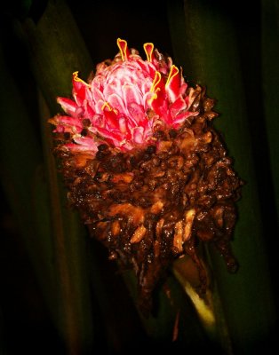 IMG_5128 viveza crop.jpg