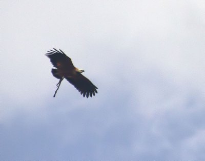 IMG_5286 crop denoise 2 lab.jpg