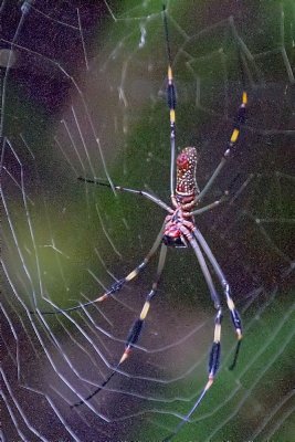 IMG_5811 crop denoise lab.jpg