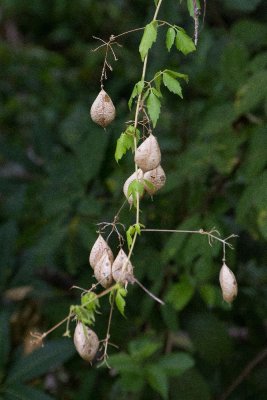 IMG_5874 crop lab.jpg