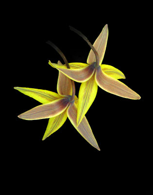 flowers_2015