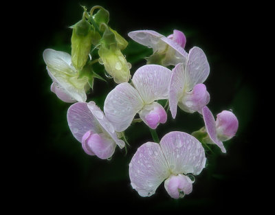 DSC00239  balcken fractalius blend crop lab viveza.jpg