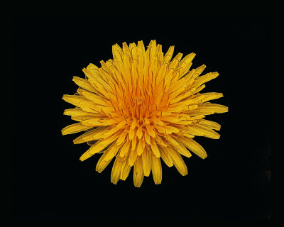 Dandelion costco iccsigned oilpaint 14x11.jpg