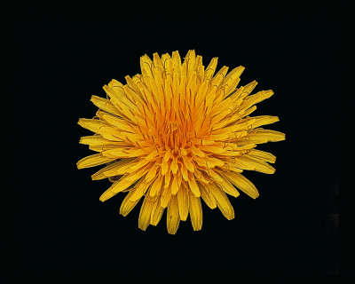 Dandelion web costco iccsigned oilpaint 14x11.jpg