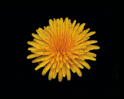 Dandelion-resize-costco-iccsigned-oilpaint-14x11.jpg