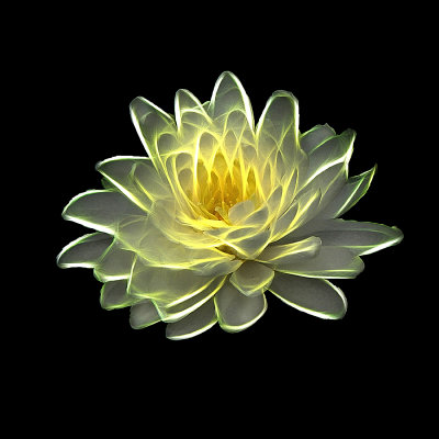 Glowing water Lily.jpg