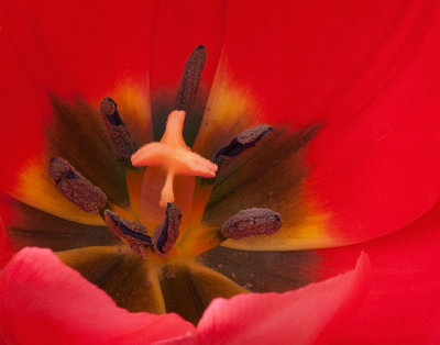 IMG_1155 lab crop.jpg