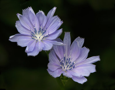 IMG_4104 crop lab2.jpg