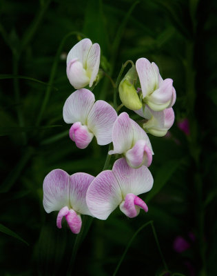 IMG_4110 crop lab.jpg