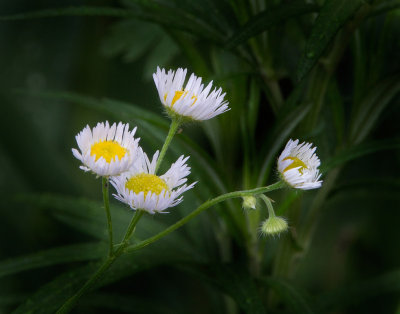 IMG_4112 crop lab.jpg