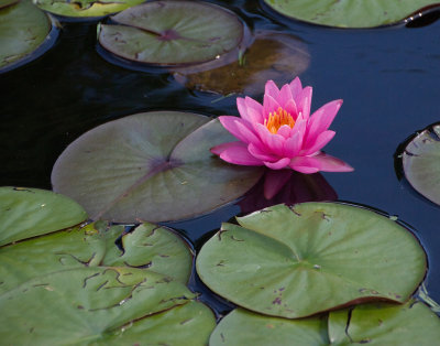 IMG_4117 crop lab.jpg