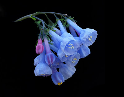 IMG_7729 signed 14x11 PS crop 2 denoise sat.jpg