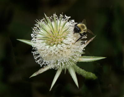 IMG_8310 crop lab.jpg